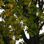 Mature Norway Maple tree