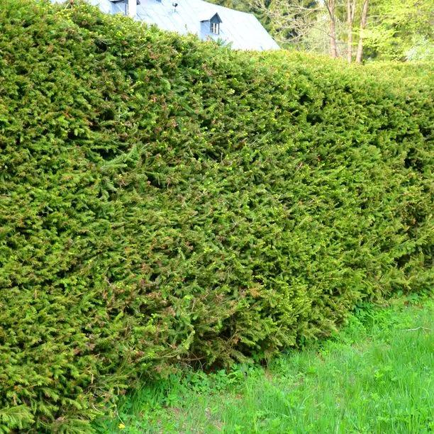 Norway Spruce Hedge