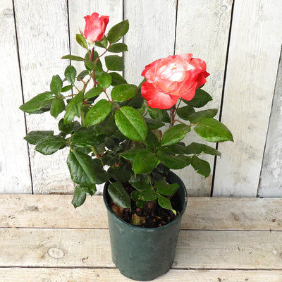 Potted rose (nostalgia) with red flowers against a wooden background