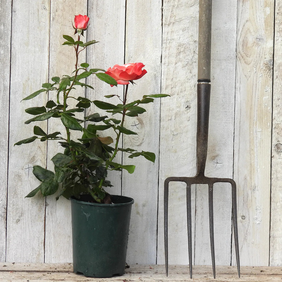 3 litre potted Nostalgia rose next to a garden fork against a wooden background