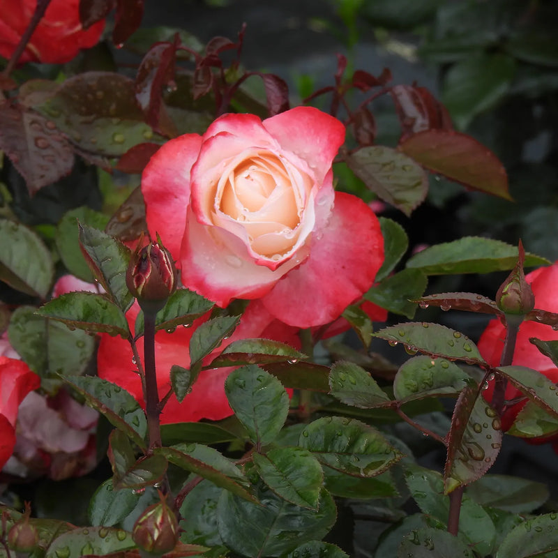 Close-up of nostalgia rose with green leaves in a garden setting