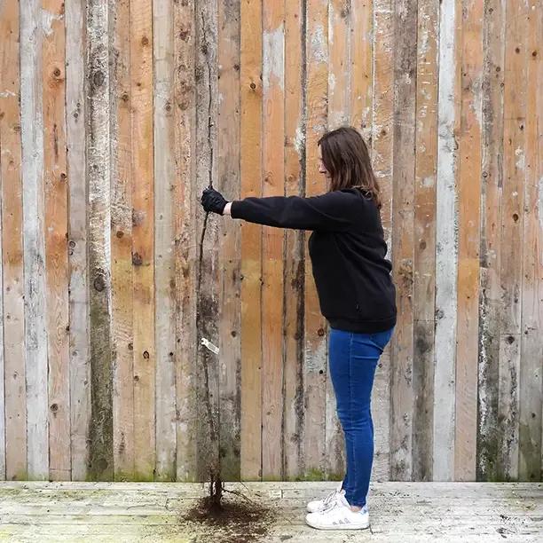 Bareroot Maiden 'Nottingham' Medlar Tree