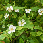 Nottingham Medlar Tree  Flowers