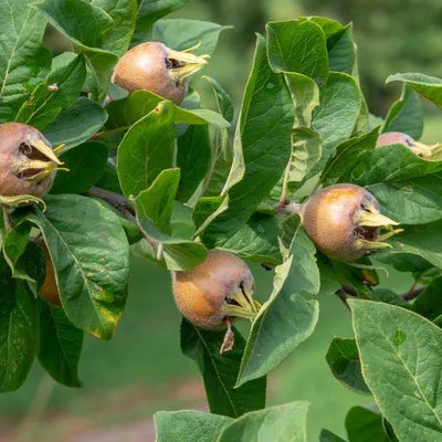 Nottingham Medlar Tree Fruit