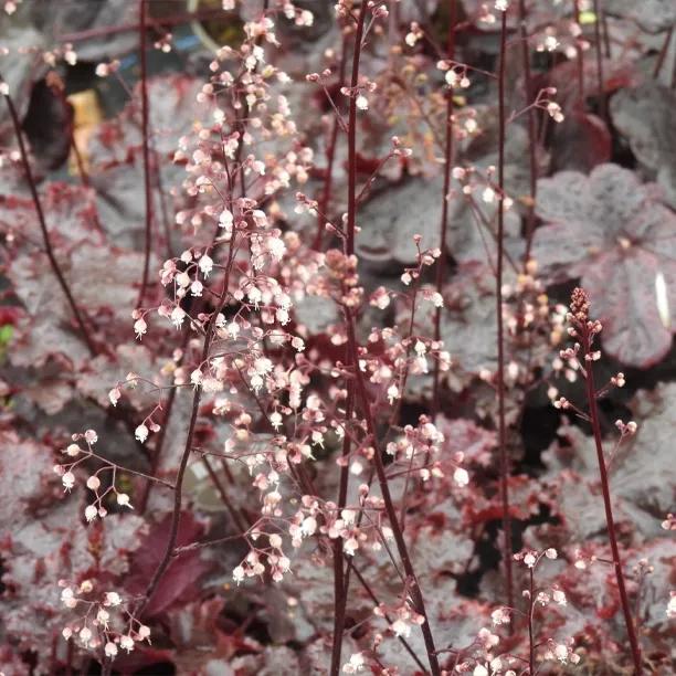 Obsidian Heuchera Flowers