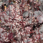 Obsidian Heuchera Flowers