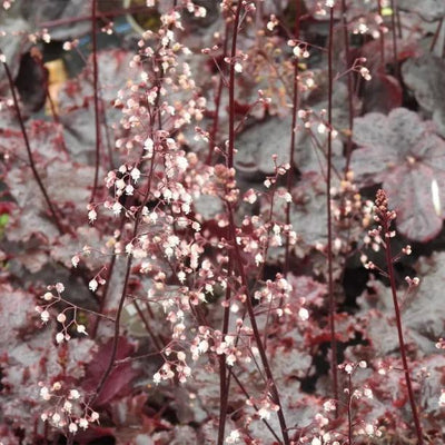 Obsidian Heuchera Flowers