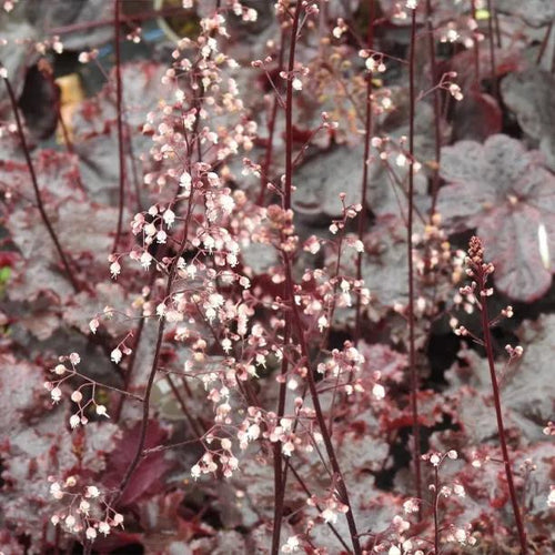 Obsidian Heuchera Flowers