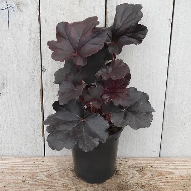 Obsidian Heuchera Plant