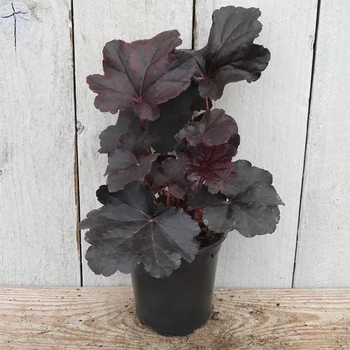 Obsidian Heuchera Plant