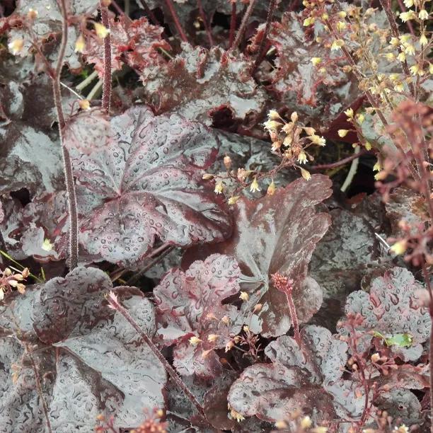 Obsidian Heuchera perennial plants showing dark purple leaves covered in morning dew droplets