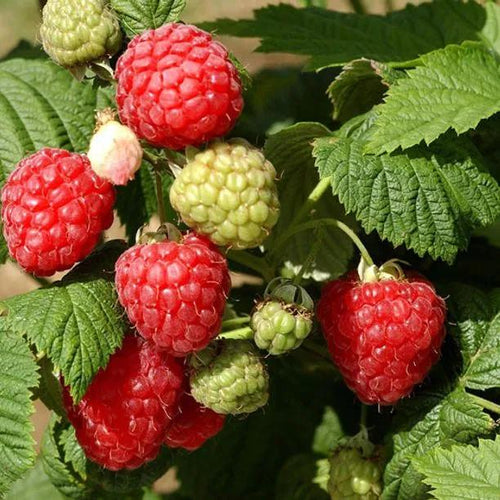 Octavia Raspberry Fruit on the Bush