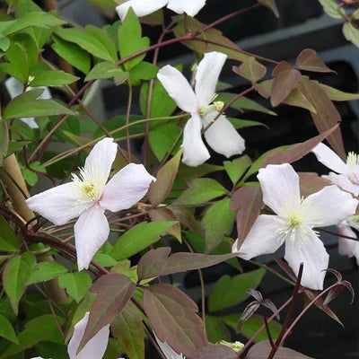 Odorata Clematis Flowers