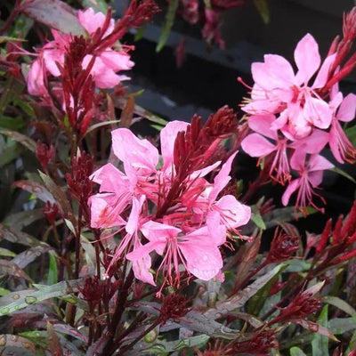 Gaudi Rose Gaura Flowers
