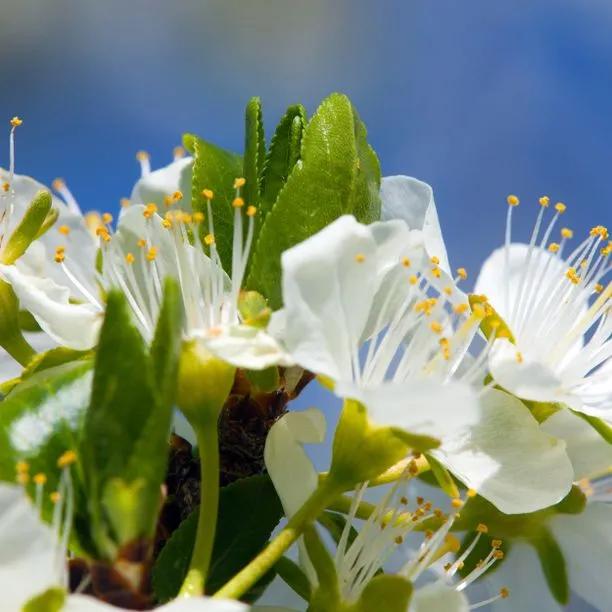 Old Greengage Plum Tree  Flowers