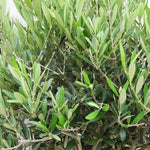 Olive Tree Leaves