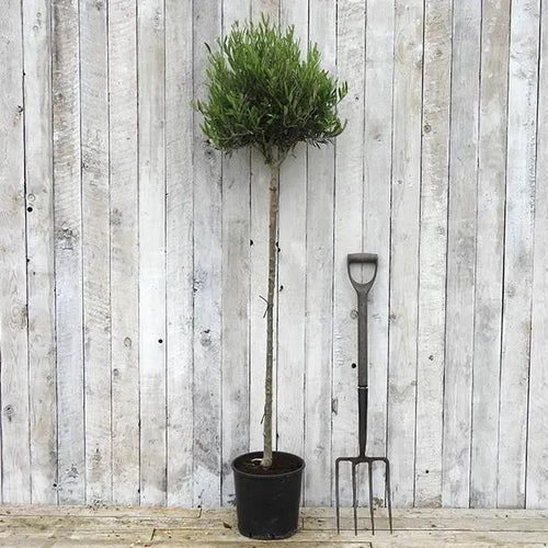 Olive Tree Lollipop Shape, 140cm tall, 35cm wide head