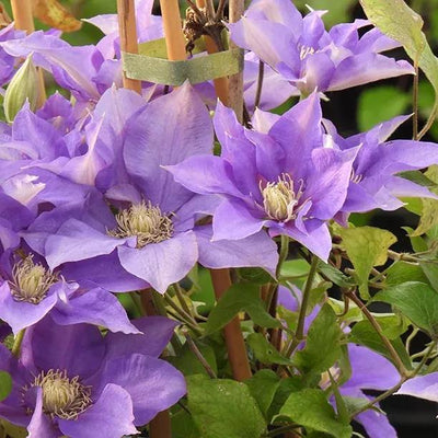 Olympia Clematis Flowers