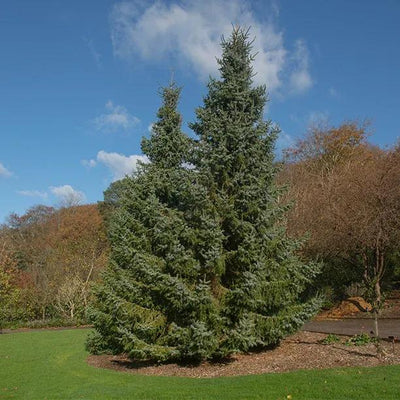 Mature Serbian Spruce Trees