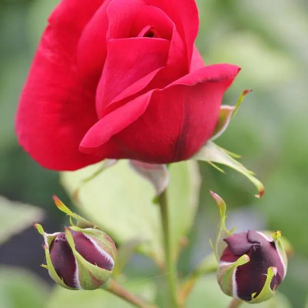 One in a Million Floribunda Rose Flowers
