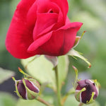 One in a Million Floribunda Rose Flowers