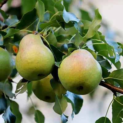 Onward Pears on the tree