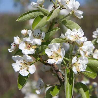 Onward Pear Tree  Flowers