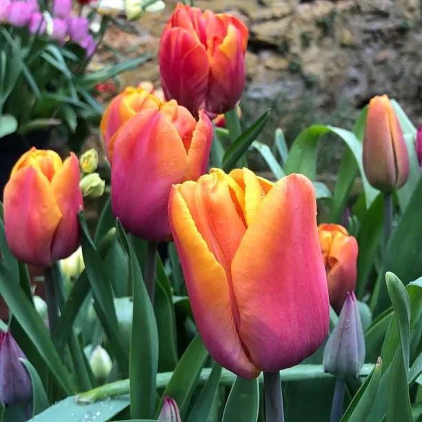 Orange Brilliant Tulip Flowers