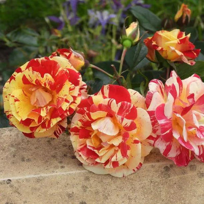 Oranges and Lemons Rose Flowers