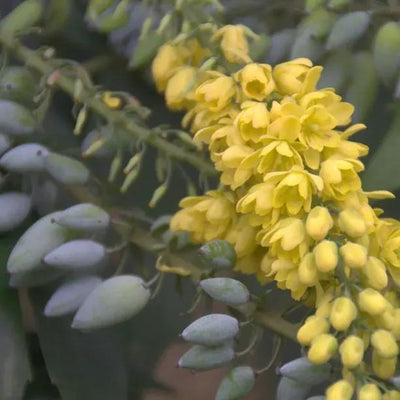 Oregon Grape Flowers