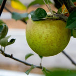 Orleans Reinette Apples on the tree