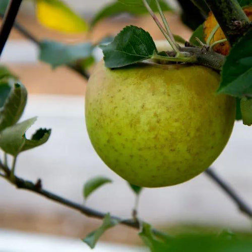 Orleans Reinette Apples on the tree