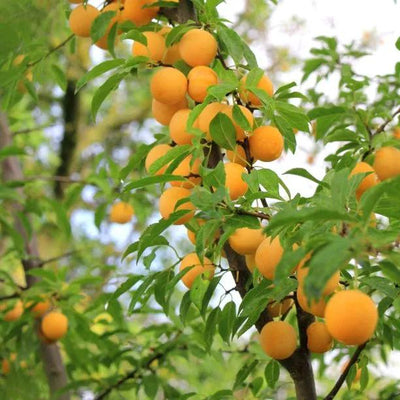 Oullins Golden Gage Plums on the tree