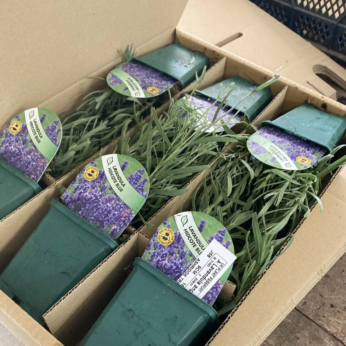 Cardboard box filled with 9cm plastic pots containing lavender plants, each with a label. The labels show 'Hidcote Blue Lavandula'