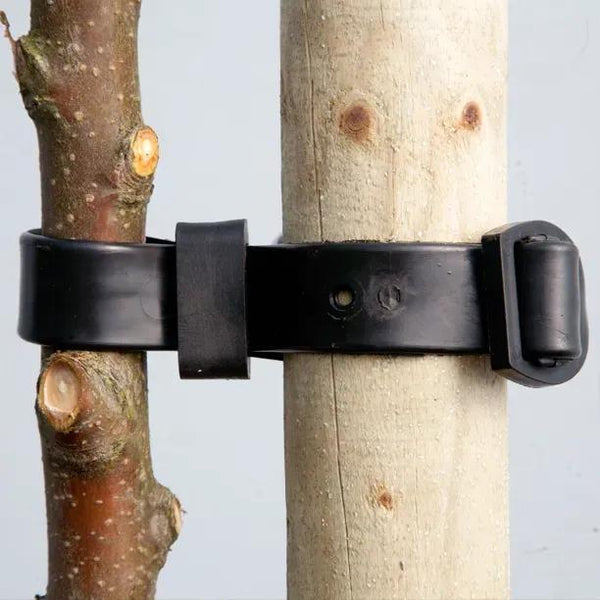 Buckle & Strap Tree Ties – Rubber for New Standards