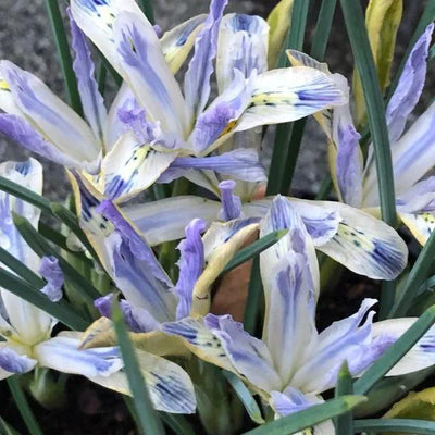 Painted Lady Dwarf Iris Flowers