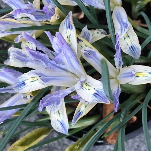 Painted Lady Dwarf Iris Flowers