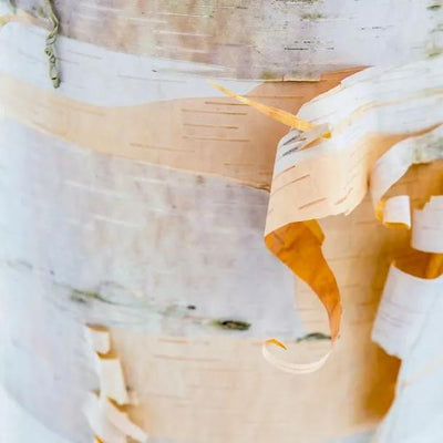 Betula papyrifera Birch tree's lovely Peeling bark