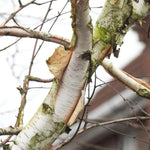 Paper Birch bark
