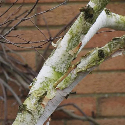 Paper Birch Bark