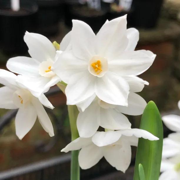 Paperwhite Daffodils Flowers
