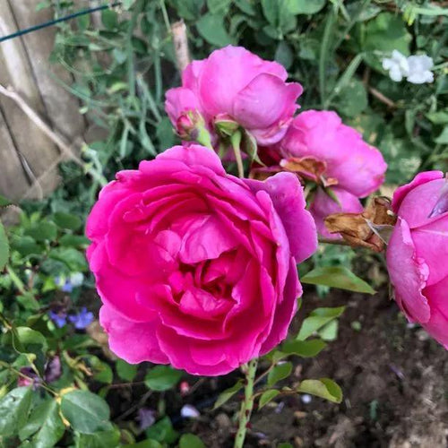 Parade Climbing Rose Flowers