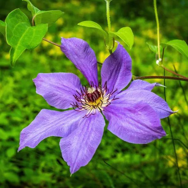 Parisienne Clematis Flowers