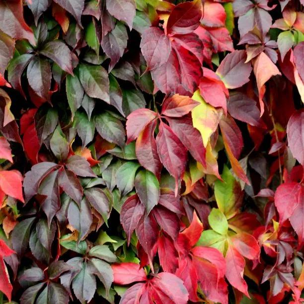 Virginia Creeper Autumn Leaves