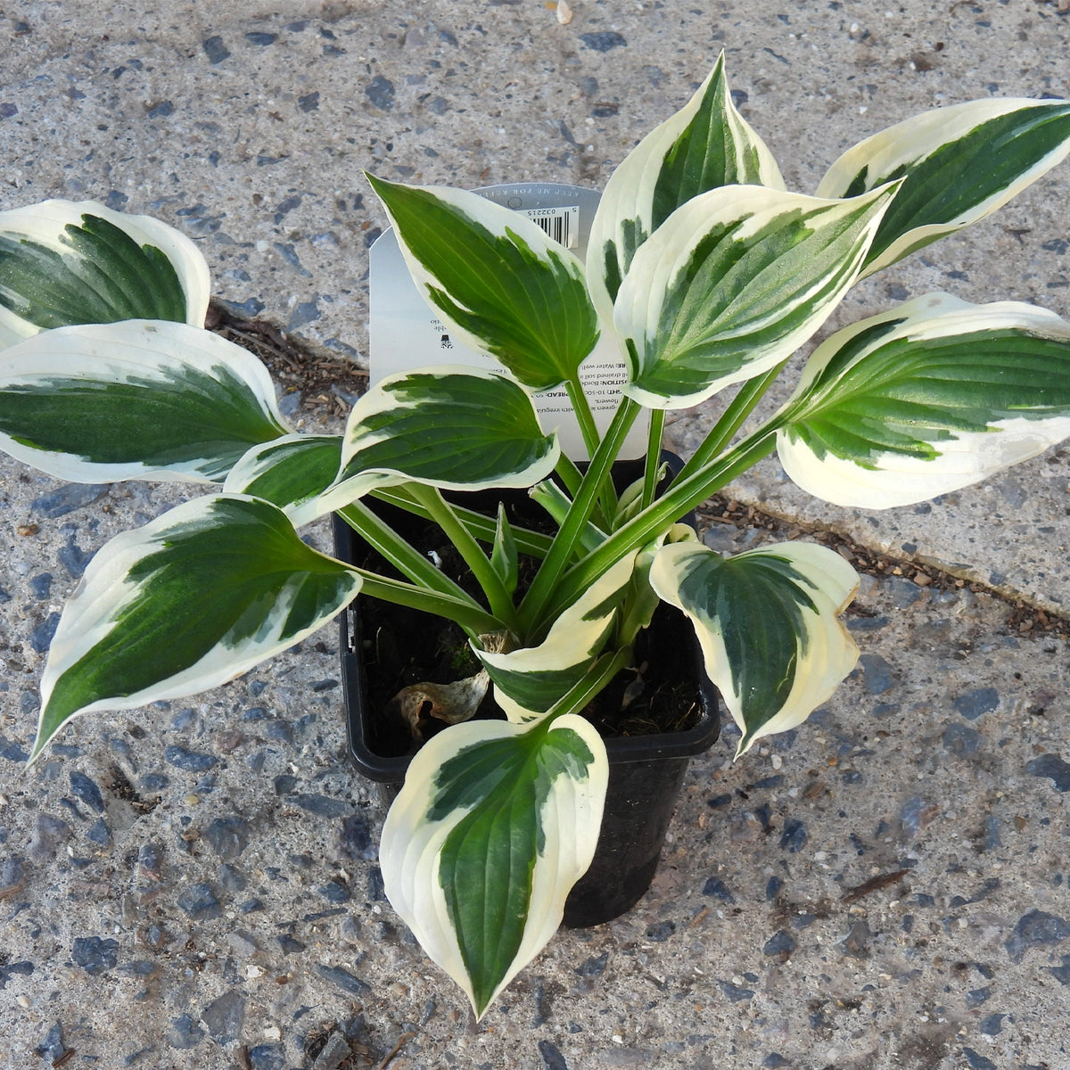 A potted variegated hosta plant with green and cream leaves, shown in a black nursery pot on a concrete surface.