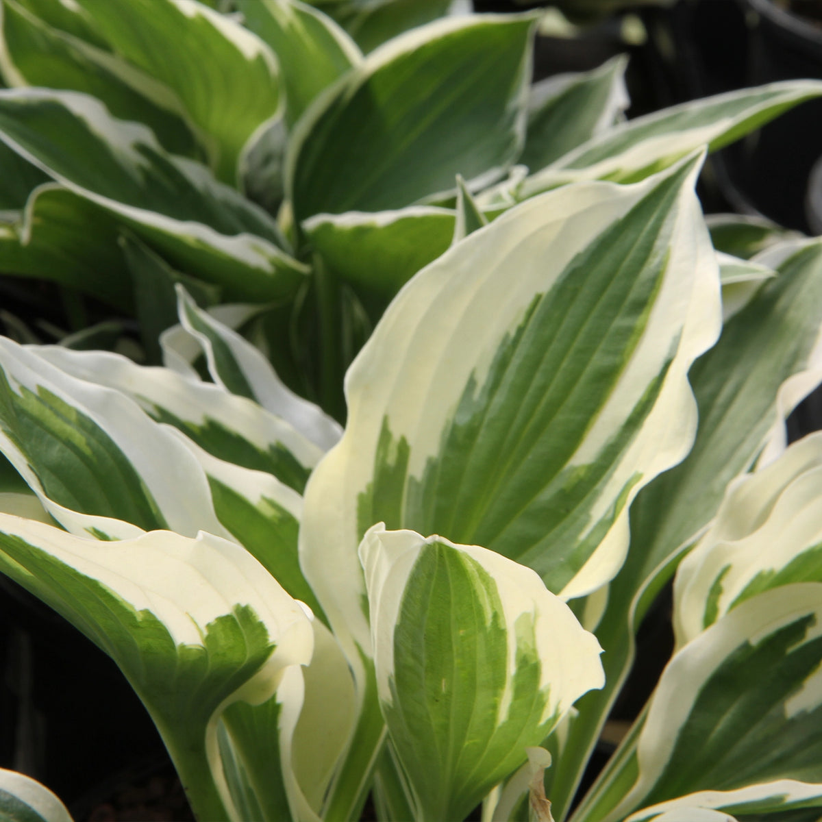 Close-up of variegated hosta leaves with broad green and creamy white margins, photographed in a natural garden setting.