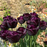 Paul Scherer Tulip Flowers