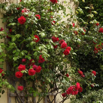 Pauls Scarlet Climbing Rose Flowers