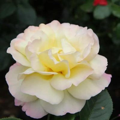 Peace Hybrid Tea Rose Flowers