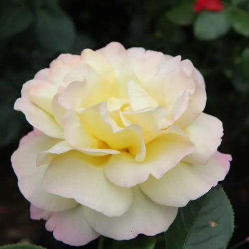 Peace Hybrid Tea Rose Flowers